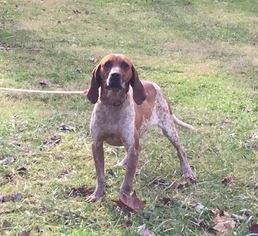 Redbone Coonhound Dogs for adoption in Bristol, TN, USA