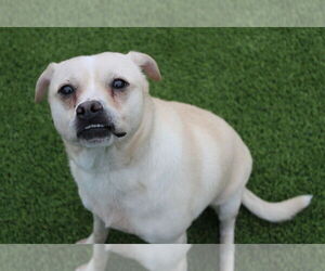 Labrador Retriever-Pug Mix Dogs for adoption in Chestertown, MD, USA