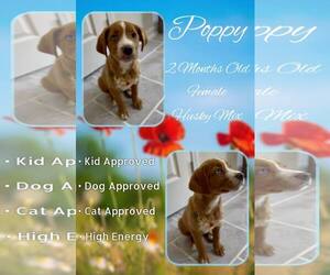 Labsky Dogs for adoption in Jacksonville, NC, USA