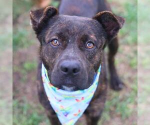 American Staffordshire Terrier-Unknown Mix Dogs for adoption in San Antonio, TX, USA