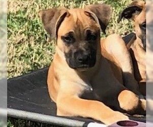 Boxer-German Shepherd Dog Mix Dogs for adoption in Hurst, TX, USA