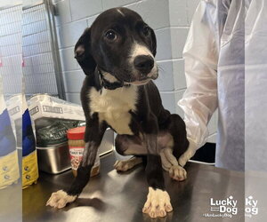 Labrador Retriever-Unknown Mix Dogs for adoption in Washington, DC, USA