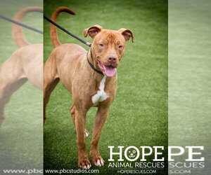 American Staffordshire Terrier-Unknown Mix Dogs for adoption in Godfrey, IL, USA