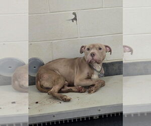 American Pit Bull Terrier Dogs for adoption in Glen Allen, VA, USA