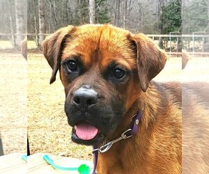 Boxer-Unknown Mix Dogs for adoption in Greenville, SC, USA