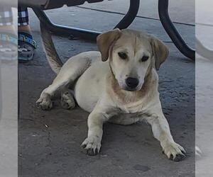 Labrador Retriever-Unknown Mix Dogs for adoption in San Antonio, TX, USA