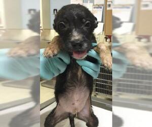 Mutt Dogs for adoption in Riverside, CA, USA