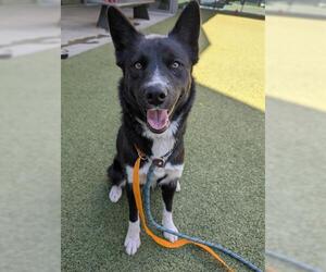 Siberian Husky Dogs for adoption in San Martin, CA, USA