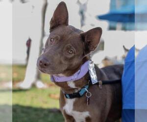 Australian Kelpie-Unknown Mix Dogs for adoption in San Diego, CA, USA