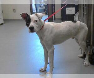 Pointer-Unknown Mix Dogs for adoption in Fayetteville, NC, USA