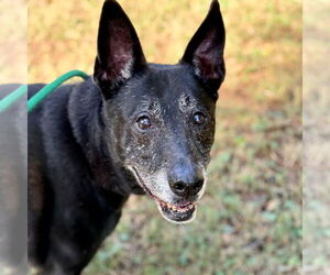 Mutt Dogs for adoption in Hilton Head, SC, USA