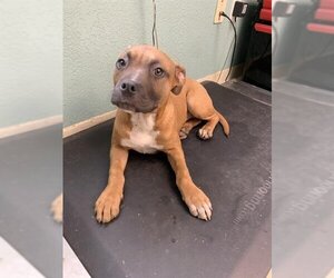 Boxer-Unknown Mix Dogs for adoption in Santa Cruz, CA, USA