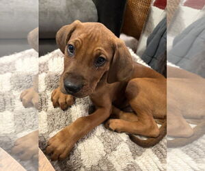 Mutt Dogs for adoption in Mount Pleasant, SC, USA