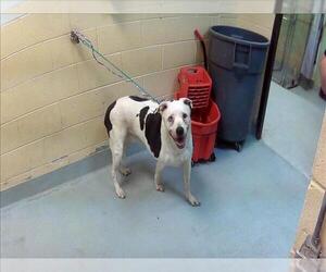 Labrador Retriever-Unknown Mix Dogs for adoption in Tulsa, OK, USA