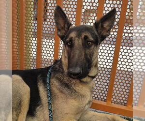 German Shepherd Dog-Unknown Mix Dogs for adoption in Las Vegas, NV, USA