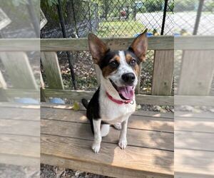 Collie-Unknown Mix Dogs for adoption in Elmsford, NY, USA