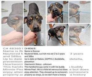 Rottweiler-American Pit Bull Terrier Dogs for adoption in New Orleans, LA, USA