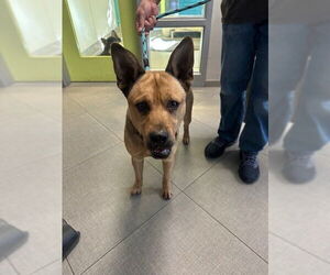 German Shepherd Dog-Unknown Mix Dogs for adoption in Rancho Cucamonga, CA, USA