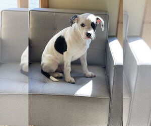 Dalmatian Dogs for adoption in Winter, WI, USA