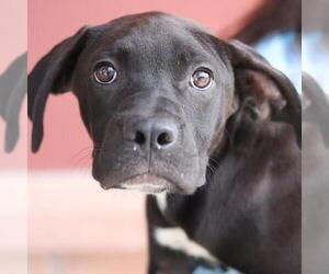 Labrador Retriever-Unknown Mix Dogs for adoption in San Antonio, TX, USA