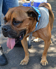 Bulloxer Dogs for adoption in San Diego, CA, USA