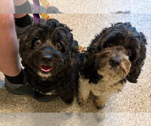 Cockapoo (Miniature) Dogs for adoption in Holland, MI, USA