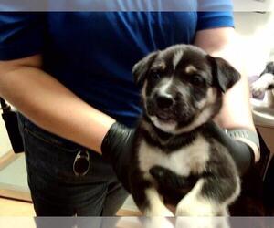 German Shepherd Dog-Unknown Mix Dogs for adoption in Martinez, CA, USA