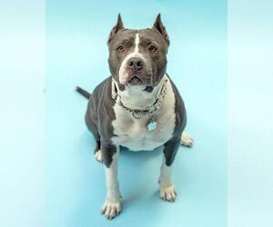 American Staffordshire Terrier Dogs for adoption in Marina del Rey, CA, USA