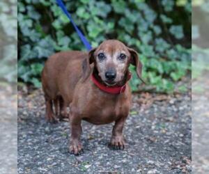 Dachshund Dogs for adoption in Madison, WI, USA