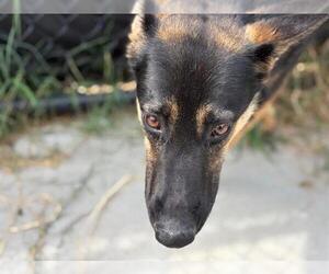 German Shepherd Dog-Unknown Mix Dogs for adoption in Tulsa, OK, USA