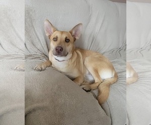 Labrador Retriever-Unknown Mix Dogs for adoption in Minneapolis, MN, USA