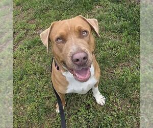 American Pit Bull Terrier Dogs for adoption in Waterford, VA, USA