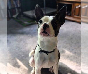 Boston Terrier-Unknown Mix Dogs for adoption in Fargo, ND, USA
