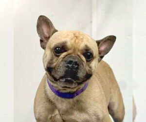French Bulldog-Unknown Mix Dogs for adoption in Lake Forest, CA, USA
