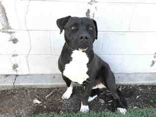 Medium Photo #1 American Pit Bull Terrier-Unknown Mix Puppy For Sale in Stockton, CA, USA