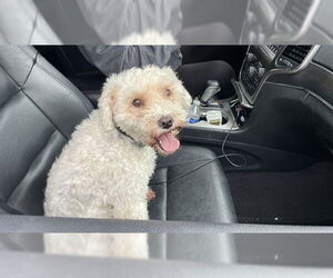 Poodle (Miniature) Dogs for adoption in Lee's Summit, MO, USA