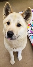 Akita Dogs for adoption in Canon City, CO, USA