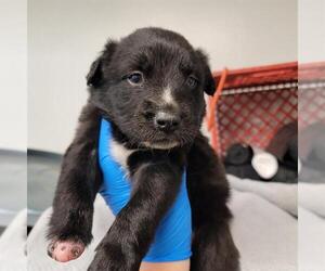 Australian Shepherd-Unknown Mix Dogs for adoption in Oklahoma City, OK, USA