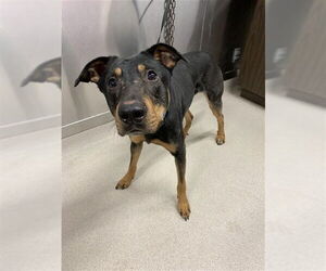 Shepradors Dogs for adoption in Fairbanks, AK, USA