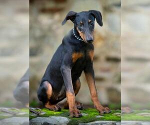 Doberman Pinscher Dogs for adoption in Seattle, WA, USA