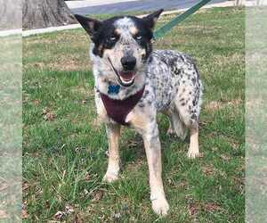Siberian Husky-Unknown Mix Dogs for adoption in Bethesda, MD, USA
