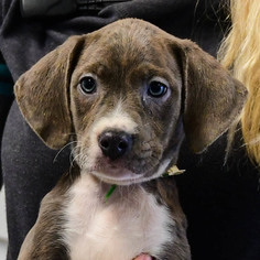 Medium Photo #1 Lab-Pointer Puppy For Sale in Huntley, IL, USA