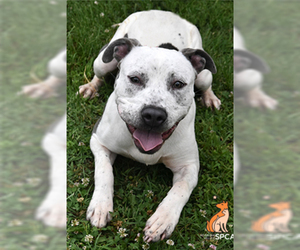 American Pit Bull Terrier-Unknown Mix Dogs for adoption in Roanoke, VA, USA