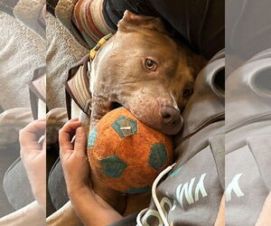 American Pit Bull Terrier-Unknown Mix Dogs for adoption in Princeton, MN, USA