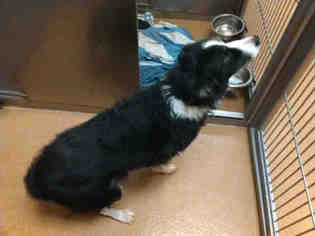 Border Collie Dogs for adoption in Crystal Lake , IL, USA