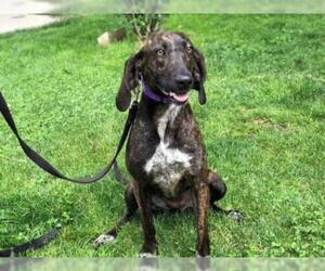 Plott Hound Dogs for adoption in Hampton Bays, NY, USA