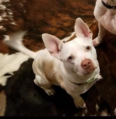 American French Bull Terrier Dogs for adoption in Dallas, TX, USA