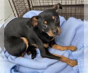 Chipin Dogs for adoption in Sacramento, CA, USA