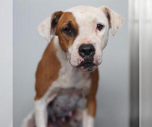 American Staffordshire Terrier-Unknown Mix Dogs for adoption in San Antonio, TX, USA