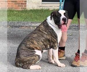 Presa Canario Dogs for adoption in St Louis, MO, USA